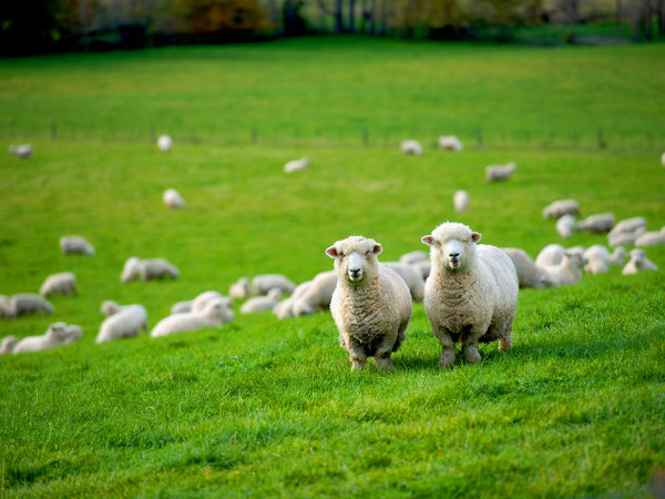 Grazing Sheep